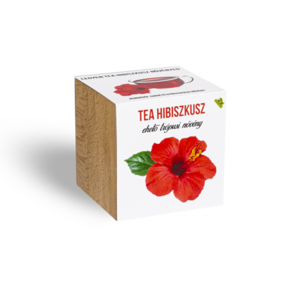 Tea Hibiszkusz növényem fa kaspóban